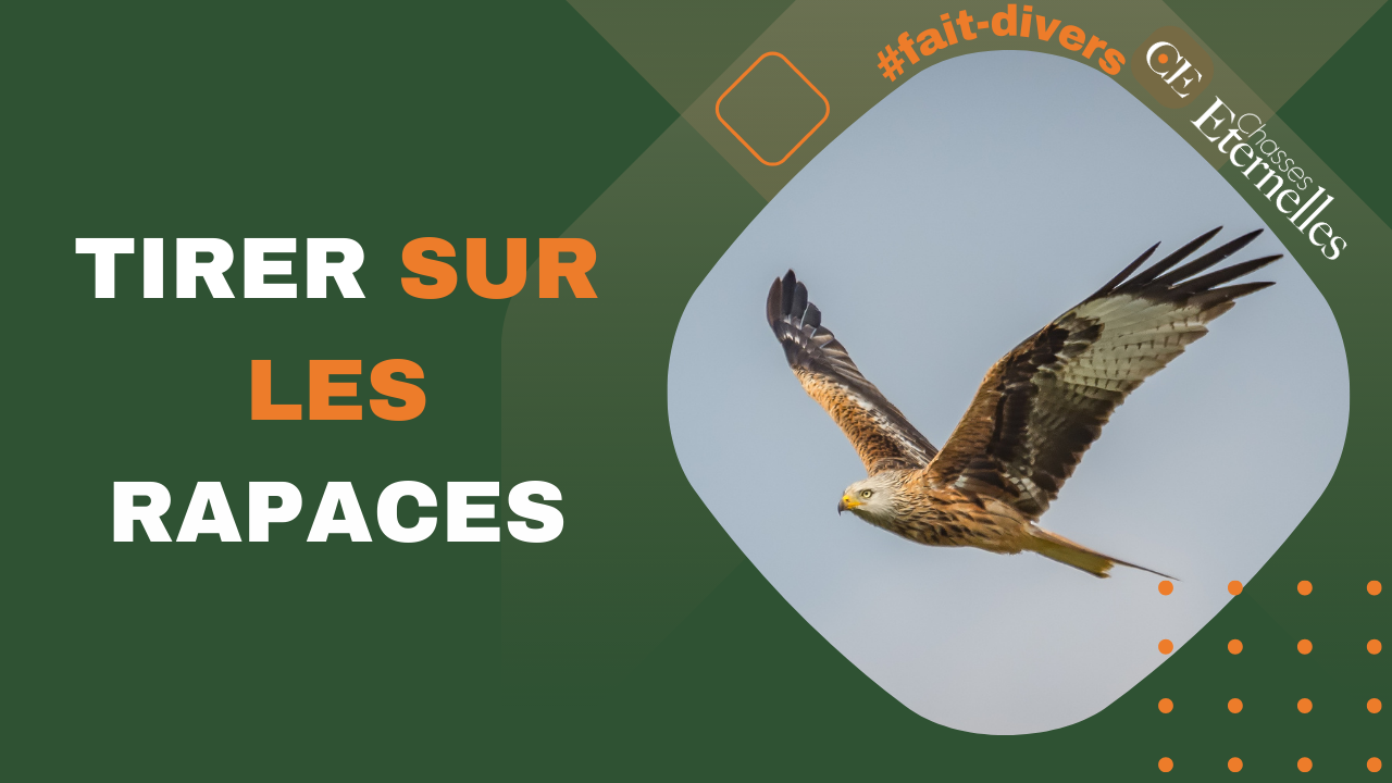 Nos rapaces - Les Aigles du Léman