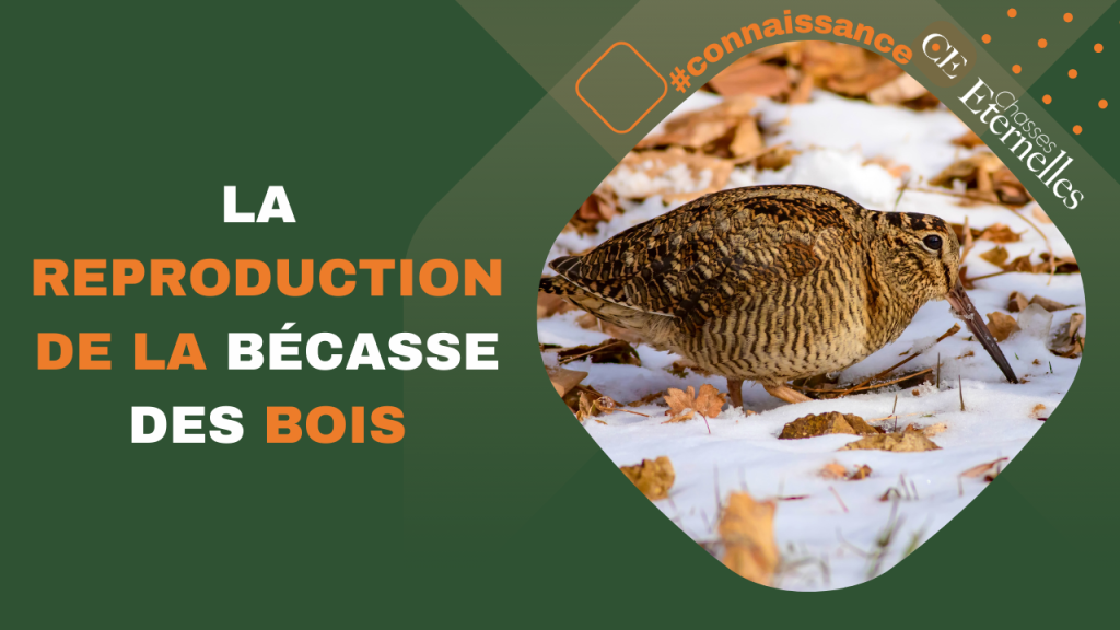 La reproduction de la bécasse des bois - Chasses éternelles