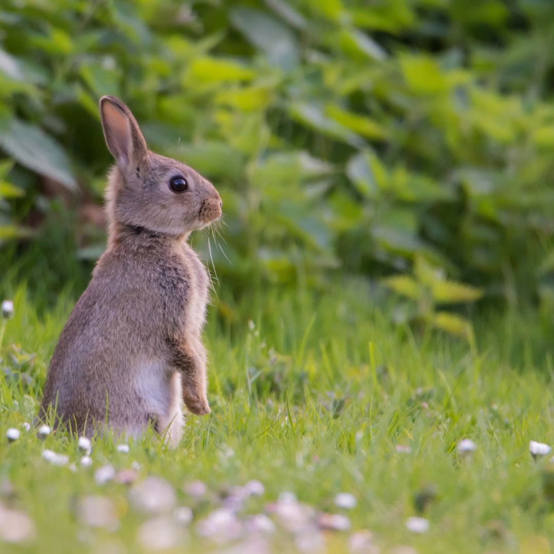Une jeune lapin de garenne sur ses 2 pattes arrières