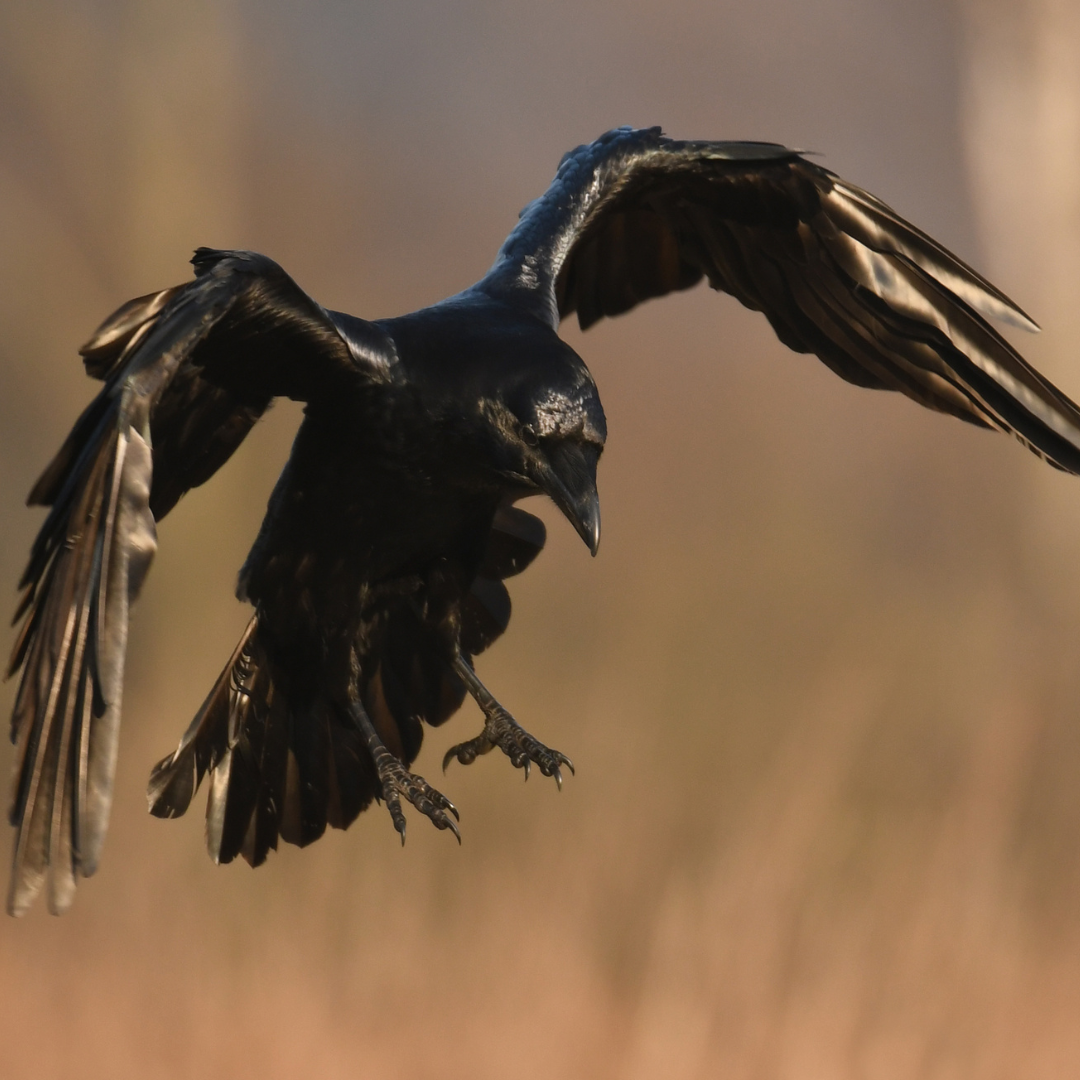 Un corbeau freux se pose dans un champs