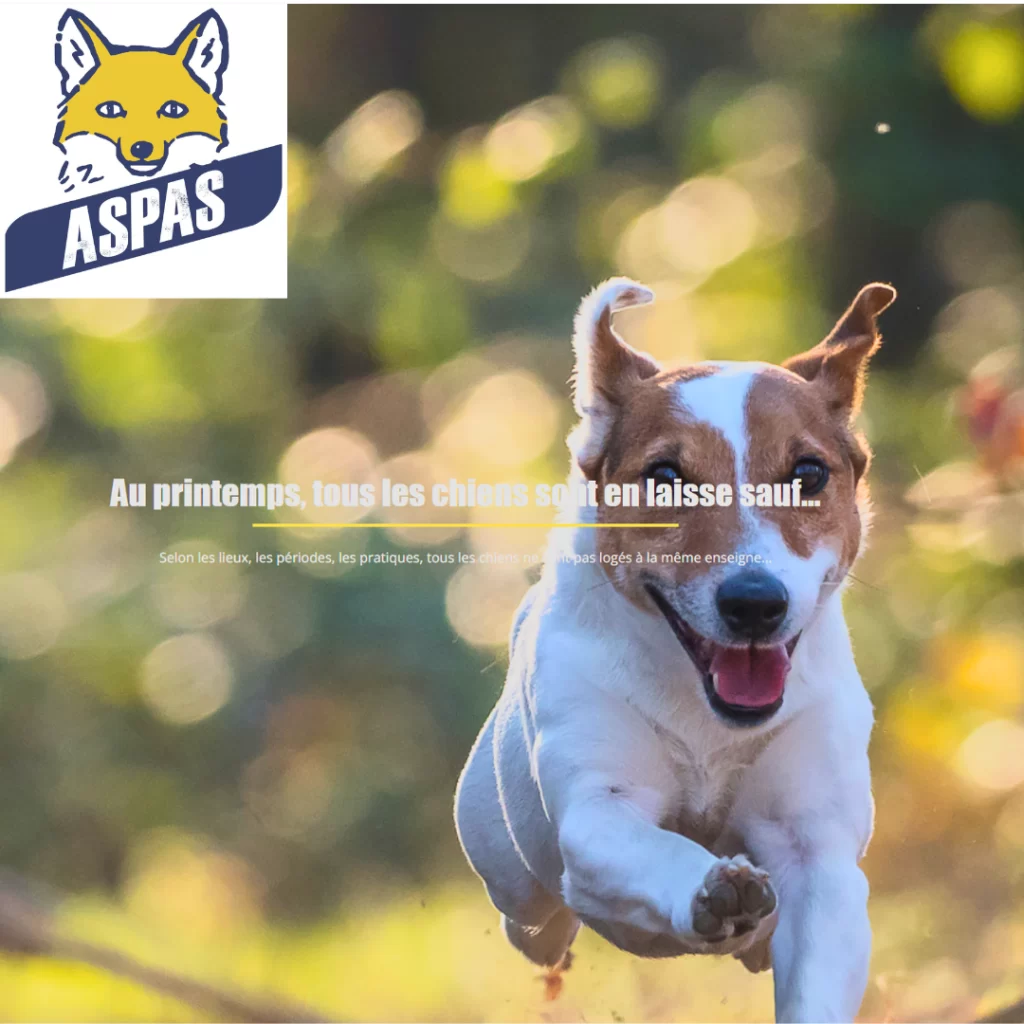 Un chien de chasse qui court. Logo de l'AsPAS
