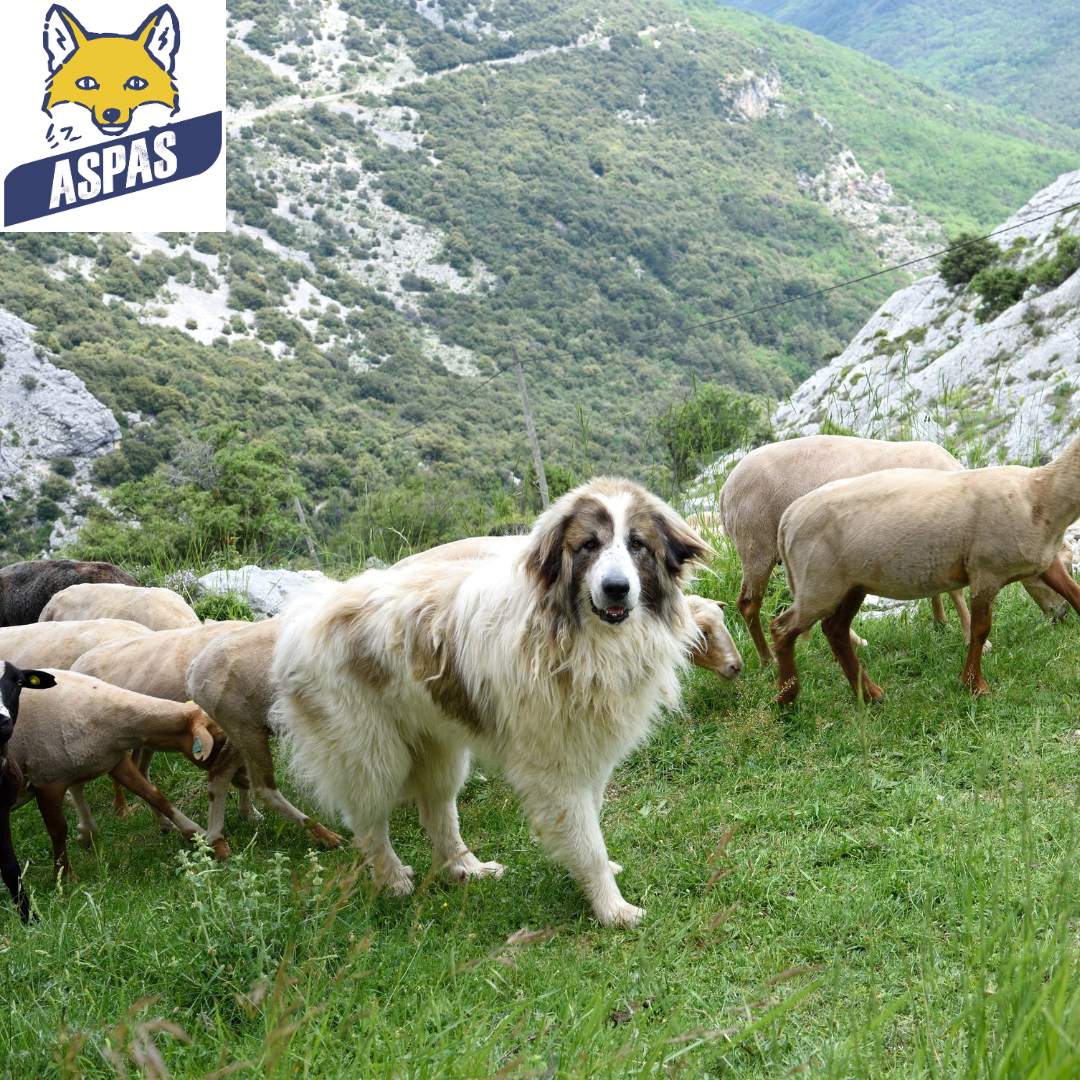 un chien de berger au milieu d'un troupeau de moutons