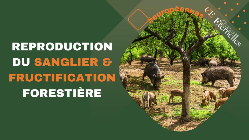 La Fructification Animation Reproduction du sanglier & fructification forestière - Chasses éternelles