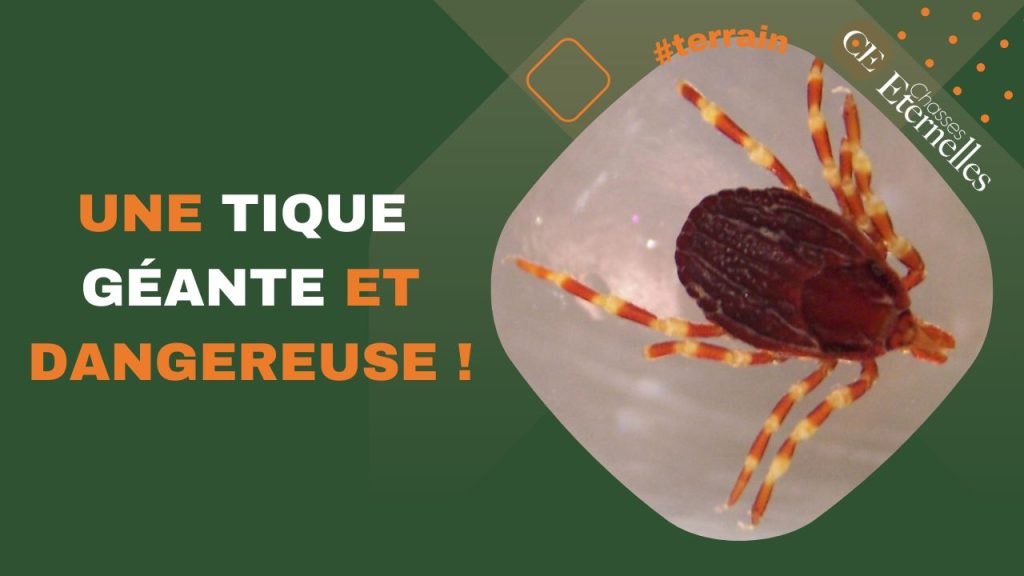 Une tique géante et dangereuse ! - Chasses éternelles