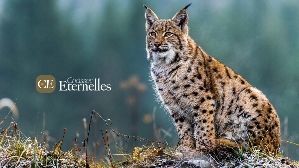 dito-la-rev-l-arnaque-anti-chasse-chasses-ternelles