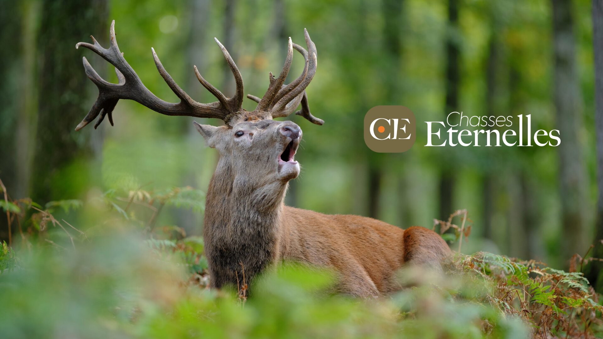 Vers une ouverture anticipée du cerf élaphe ? - Chasses éternelles