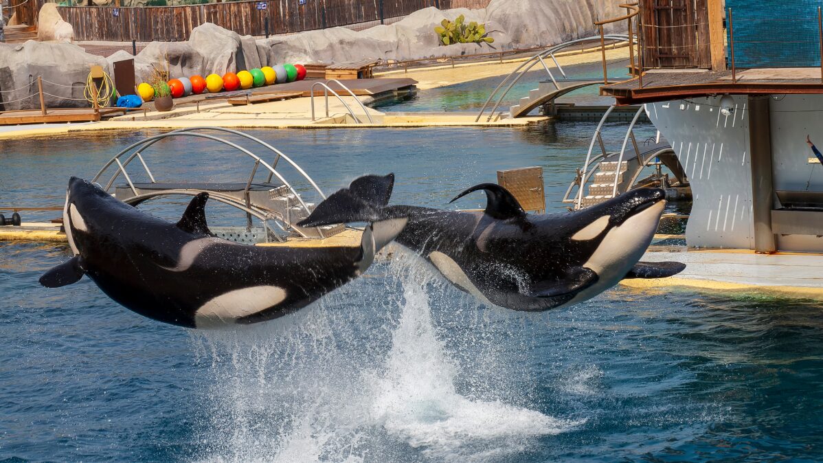 Marineland : un naufrage d'Etat - Chasses éternelles