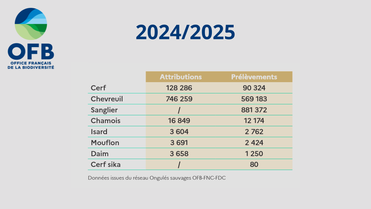 Bilan OFB 2024-2025 : près de 900 000 sangliers au tableau - Chasses ...