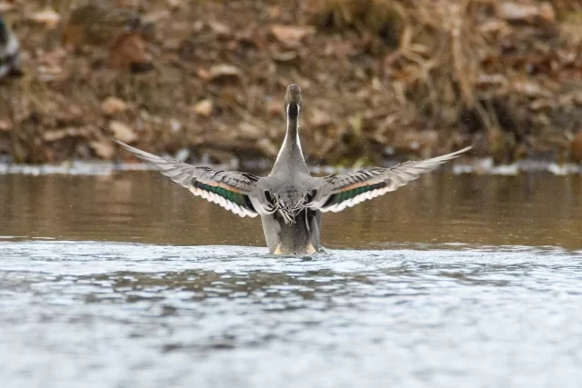 On s'envole vers une nouvelle semaine ... 

#SalonDesMigrateurs #Migrateurs #GibierDeau #Canards #Migration #Marais #Chasse #Chasseurs #Sauvaginier