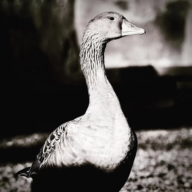 La favorite !! Vous aussi vous avez votre appelant préféré ? 😊 

#SalonDesMigrateurs #Migrateurs #GibierDeau #Canards #Migration #Marais #Chasse #Chasseurs #Sauvaginier