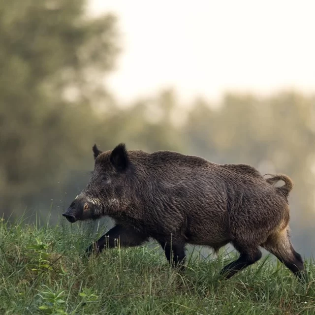 Passionné de chasse et de grands gibiers ? 🌿 Ne manquez plus aucun numéro du magazine de référence en la matière ! Découvrez des dossiers passionnants, des conseils d'experts, des reportages exclusifs et bien plus encore.

📬 Abonnez-vous dès maintenant pour recevoir chaque numéro directement chez vous !
👉  https://versicolor-editions.fr/abonnements-nos-chasses-magazines/13-abonnement-sanglier-passion.html